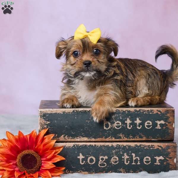 Lala, Shorkie Puppy
